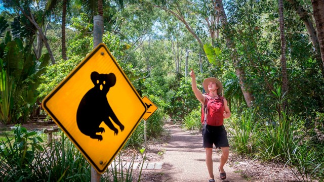 Koala spotting on hike
