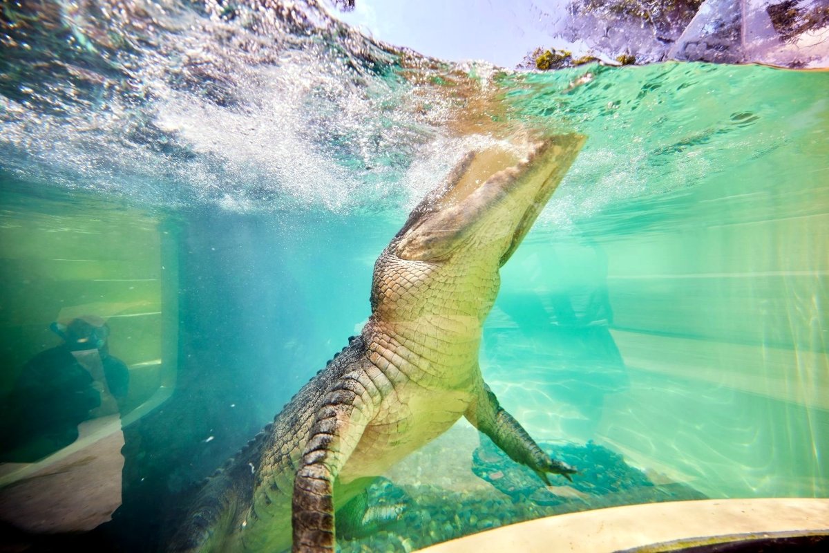Underwater shot that shows a crocodile swimming to the top
