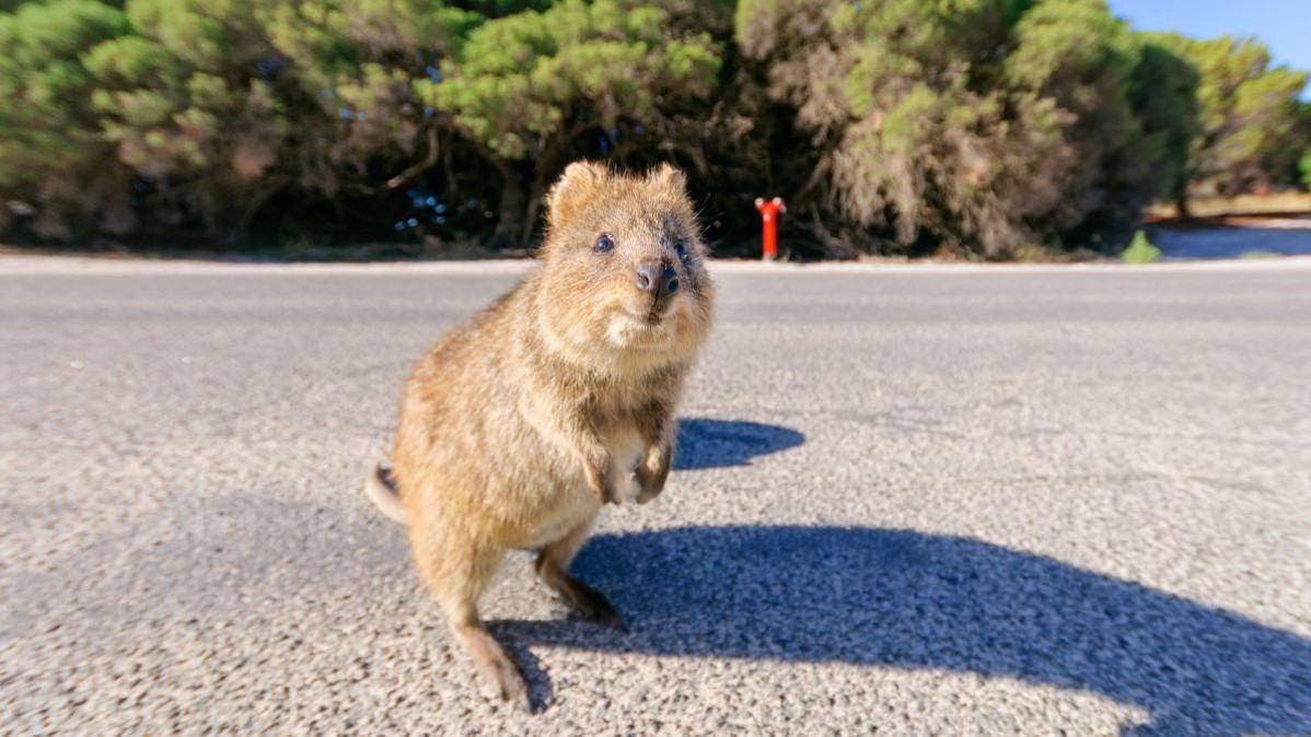 A happy &amp;amp;amp;amp;amp;amp;amp;amp; smiling Quokka looking into the camera