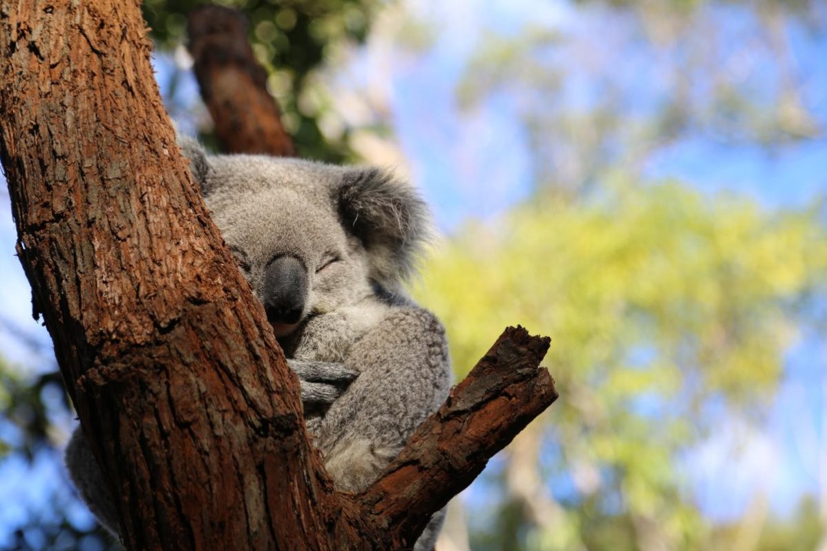 Sleeping Koala in a tree at the Koala Hospital